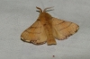 Malacosoma neustria Malacosoma neustria