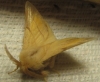 Malacosoma neustria Malacosoma neustria