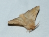Malacosoma neustria Malacosoma neustria