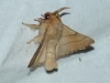 Malacosoma neustria Malacosoma neustria