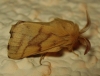 Malacosoma castrensis Malacosoma castrensis