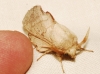 Phyllodesma suberifolium Phyllodesma suberifolium