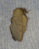 Phyllodesma suberifolium Phyllodesma suberifolium