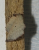 Phyllodesma suberifolium Phyllodesma suberifolium