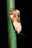 Acontia lucida Acontia lucida