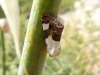 Acontia lucida Acontia lucida