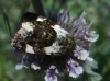Acontia lucida Acontia lucida
