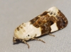 Acontia lucida Acontia lucida