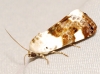 Acontia lucida Acontia lucida
