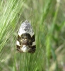Acontia lucida Acontia lucida