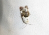 Acontia lucida Acontia lucida
