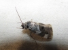 Acontia lucida Acontia lucida