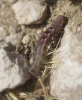 Acontia lucida Acontia lucida