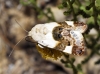 Acontia lucida Acontia lucida