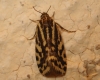 Acontia trabealis Acontia trabealis
