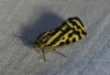 Acontia trabealis Acontia trabealis