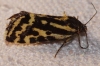 Acontia trabealis Acontia trabealis