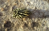 Acontia trabealis Acontia trabealis