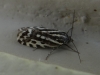 Acontia trabealis Acontia trabealis