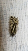 Acontia trabealis