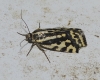 Acontia trabealis Acontia trabealis