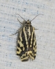 Acontia trabealis Acontia trabealis