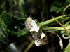 Acontia lucida Acontia lucida
