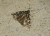 Acontia trabealis Acontia trabealis
