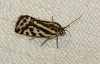 Acontia trabealis Acontia trabealis