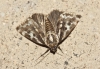 Acontia trabealis Acontia trabealis