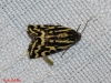 Acontia trabealis Acontia trabealis