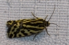 Acontia trabealis Acontia trabealis
