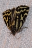 Acontia trabealis Acontia trabealis