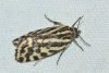 Acontia trabealis Acontia trabealis