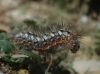 Acronicta euphorbiae Acronicta euphorbiae