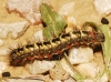 Acronicta euphorbiae Acronicta euphorbiae