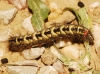 Acronicta euphorbiae Acronicta euphorbiae
