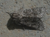 Acronicta euphorbiae Acronicta euphorbiae