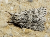 Acronicta euphorbiae Acronicta euphorbiae