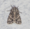 Acronicta rumicis Acronicta rumicis
