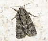 Acronicta rumicis Acronicta rumicis