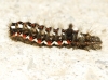 Acronicta rumicis Acronicta rumicis