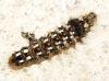 Acronicta rumicis Acronicta rumicis