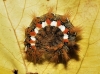 Acronicta rumicis Acronicta rumicis