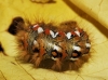 Acronicta rumicis Acronicta rumicis