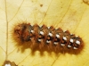 Acronicta rumicis Acronicta rumicis