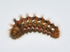 Acronicta rumicis Acronicta rumicis