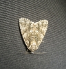 Acronicta rumicis Acronicta rumicis