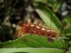Acronicta rumicis Acronicta rumicis