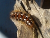 Acronicta rumicis